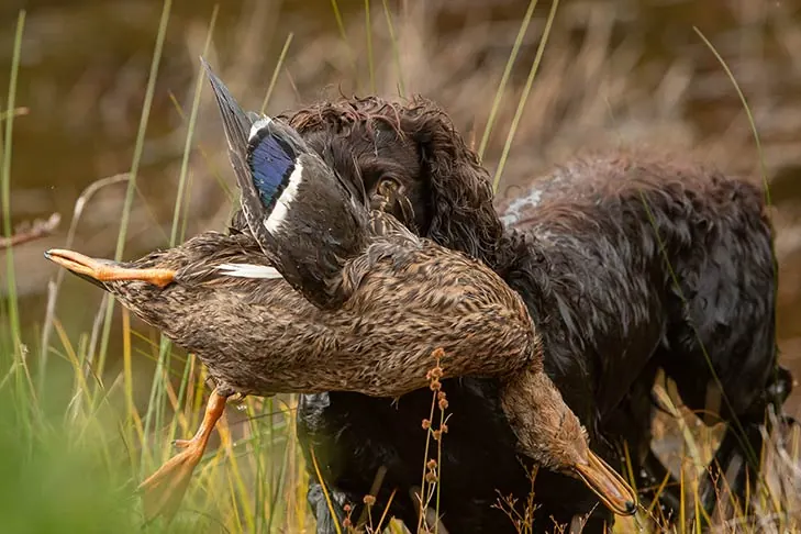 گالری تاریخچه بویکین اسپانیل (Boykin Spaniel)