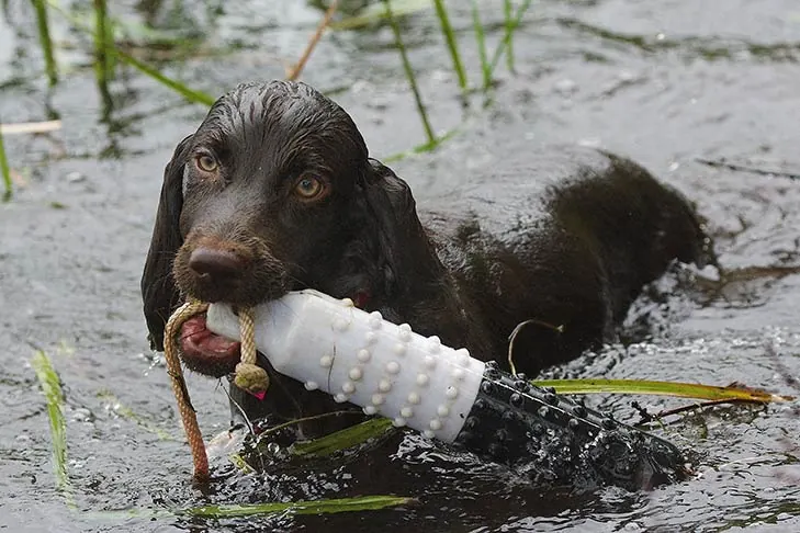 گالری تاریخچه بویکین اسپانیل (Boykin Spaniel)