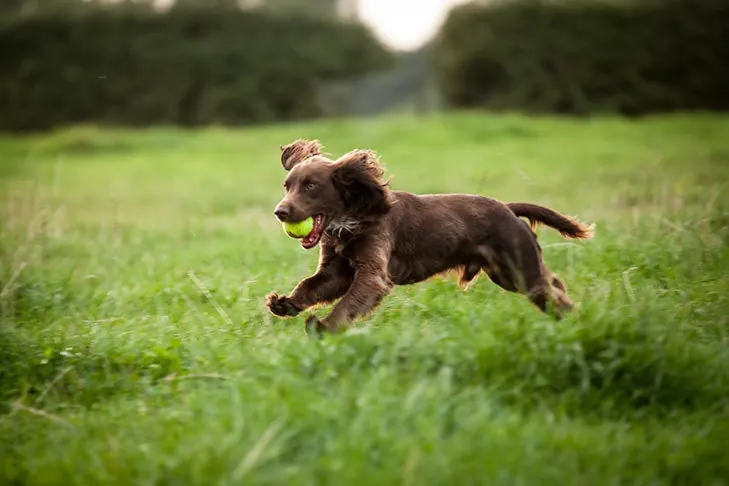 گالری تاریخچه بویکین اسپانیل (Boykin Spaniel)