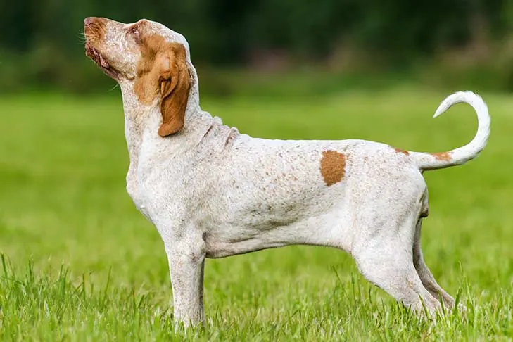 براکو ایتالیانو (Bracco Italiano)