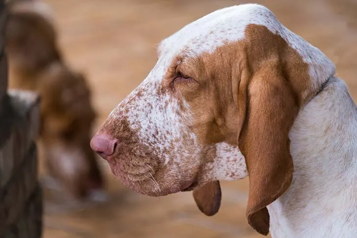 Bracco Italiano