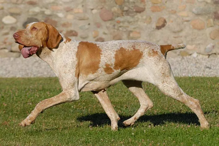 براکو ایتالیانو (Bracco Italiano)