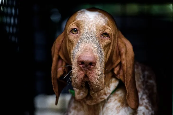 گالری تاریخچه براکو ایتالیانو (Bracco Italiano)