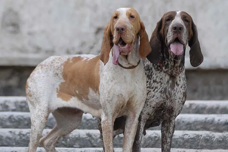 گالری تاریخچه براکو ایتالیانو (Bracco Italiano)