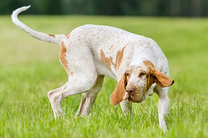 گالری تاریخچه براکو ایتالیانو (Bracco Italiano)