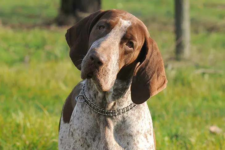 گالری تاریخچه براکو ایتالیانو (Bracco Italiano)