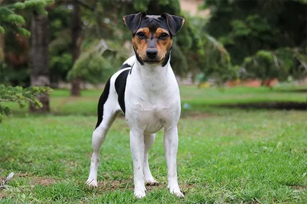 برزیلین تریر (Brazilian Terrier)