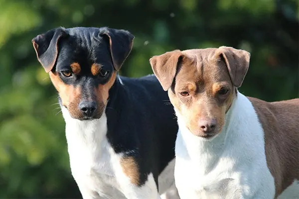 Brazilian Terrier