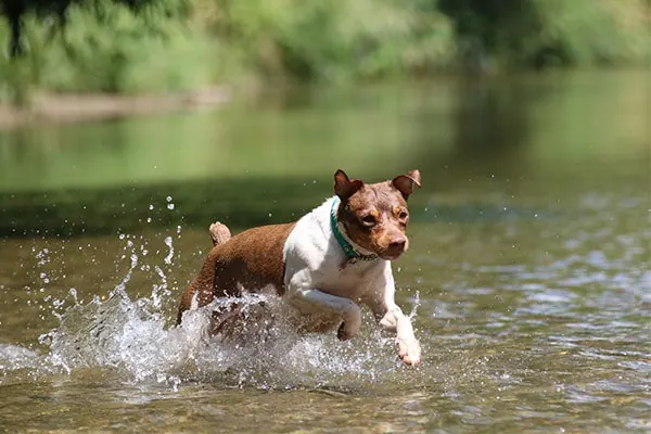 برزیلین تریر (Brazilian Terrier)