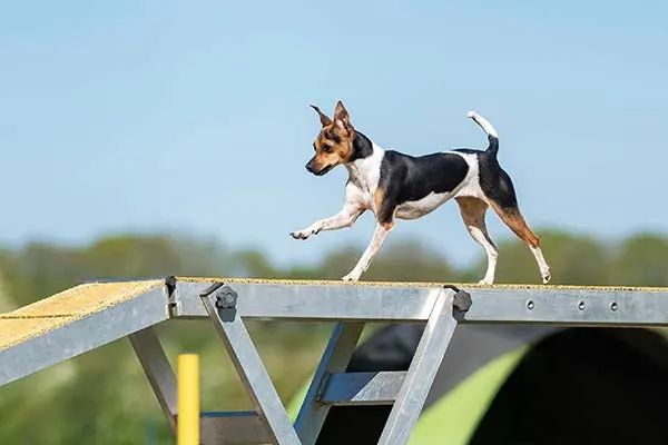 گالری تاریخچه برزیلین تریر (Brazilian Terrier)