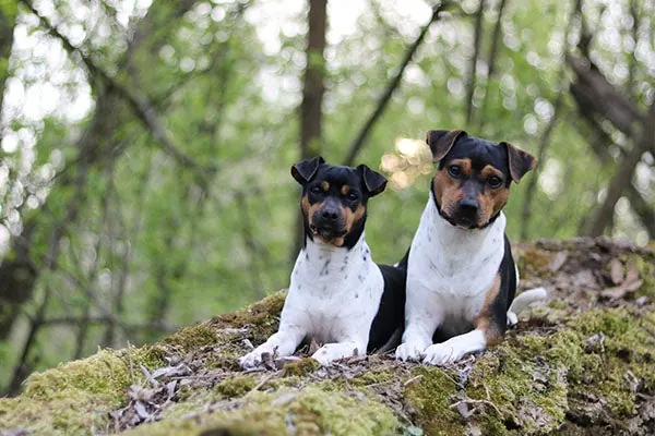 گالری تاریخچه برزیلین تریر (Brazilian Terrier)