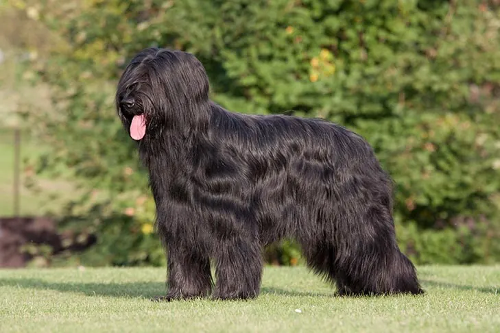 بریار (Briard)