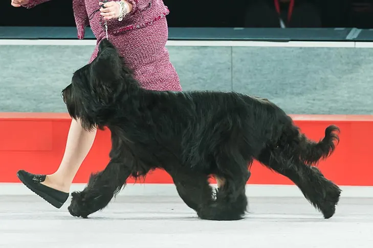 Briard