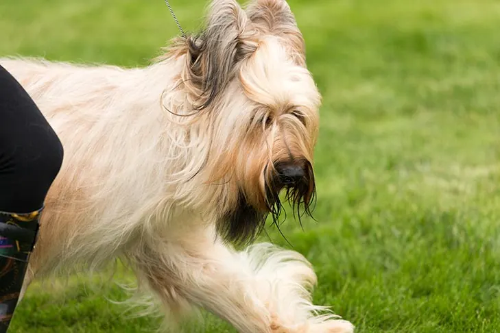 بریار (Briard)