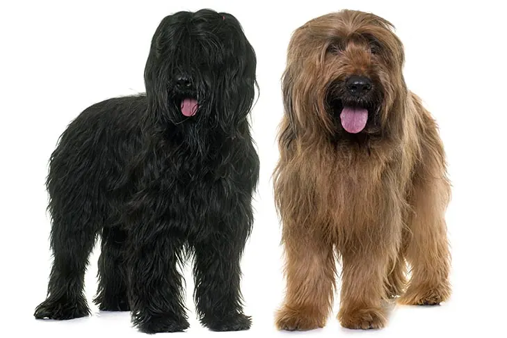 گالری تاریخچه بریار (Briard)