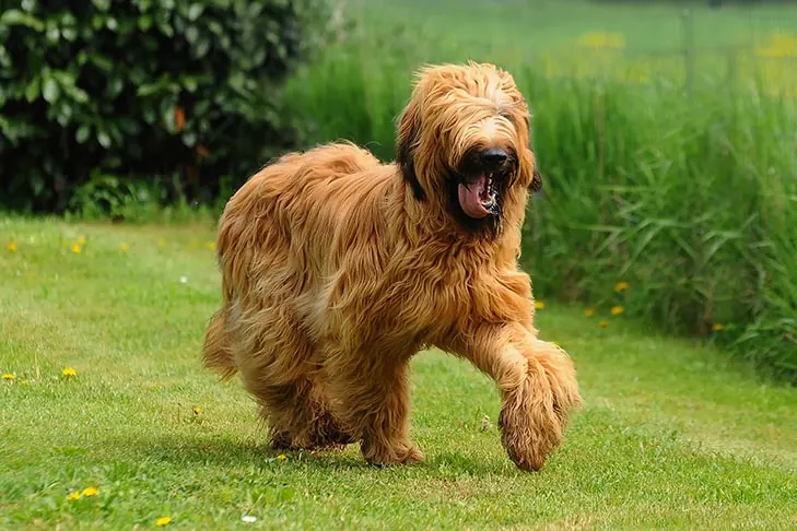 گالری تاریخچه بریار (Briard)