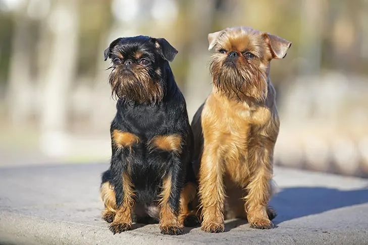 گریفون بروکسل (Brussels Griffon)