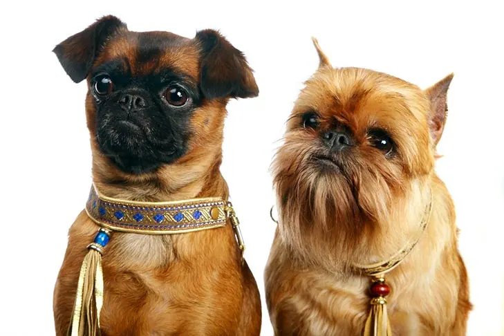 گریفون بروکسل (Brussels Griffon)