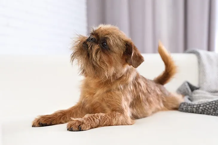 گالری تاریخچه گریفون بروکسل (Brussels Griffon)