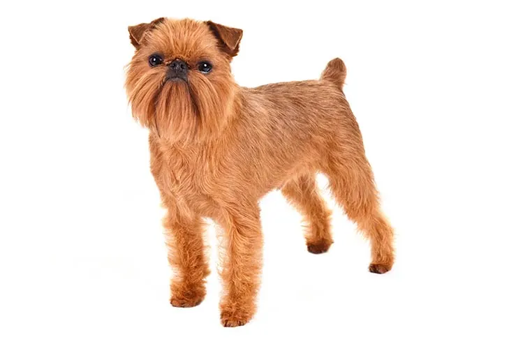گالری تاریخچه گریفون بروکسل (Brussels Griffon)
