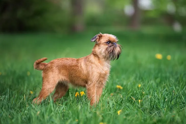 گالری تاریخچه گریفون بروکسل (Brussels Griffon)