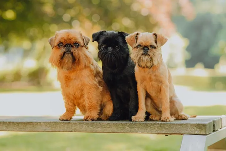 گالری تاریخچه گریفون بروکسل (Brussels Griffon)
