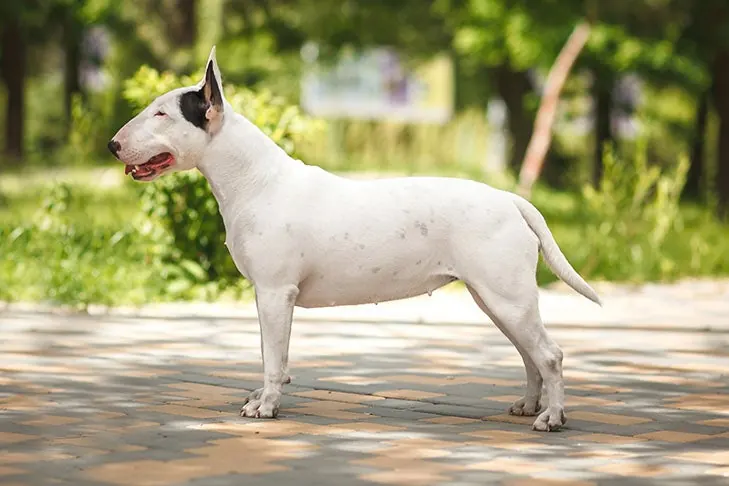 بول تریر (Bull Terrier)