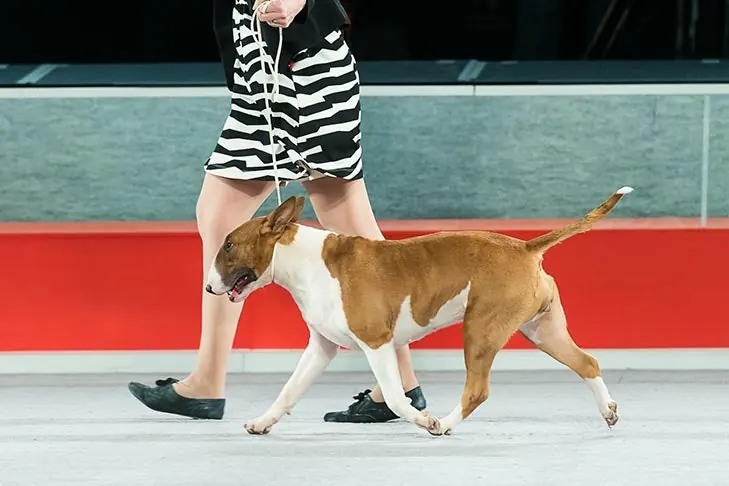 Bull Terrier