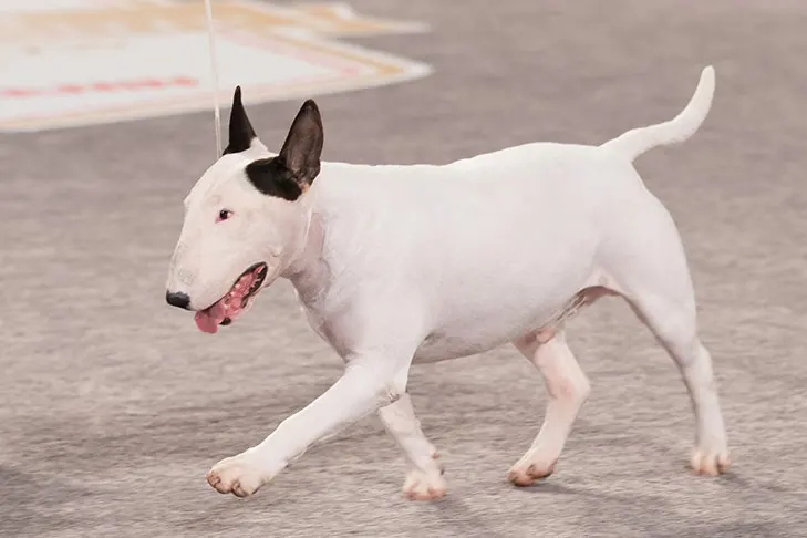 بول تریر (Bull Terrier)