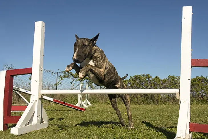 گالری تاریخچه بول تریر (Bull Terrier)