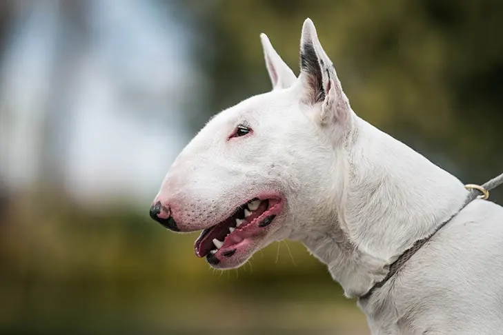 گالری تاریخچه بول تریر (Bull Terrier)