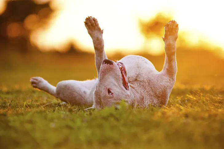 گالری تاریخچه بول تریر (Bull Terrier)