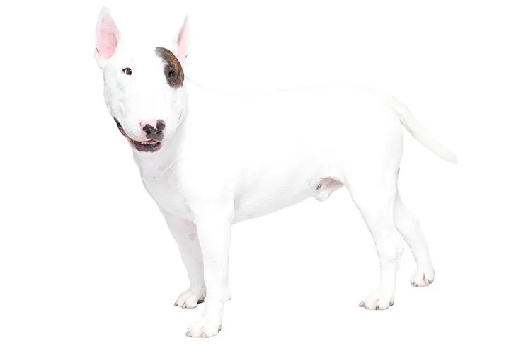 گالری تاریخچه بول تریر (Bull Terrier)