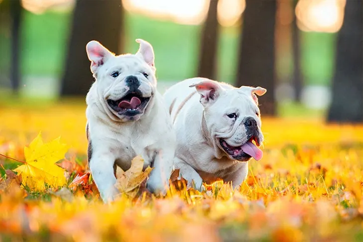 Bulldog