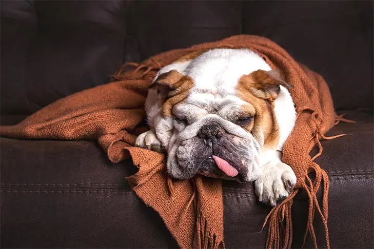 بولداگ (Bulldog)