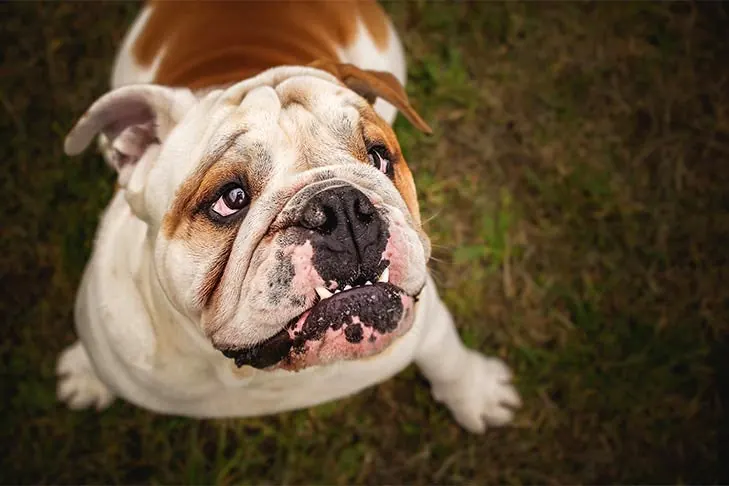 گالری تاریخچه بولداگ (Bulldog)