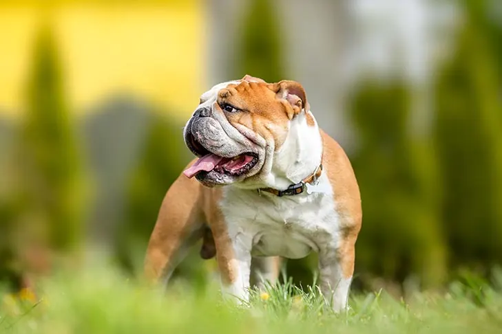 گالری تاریخچه بولداگ (Bulldog)