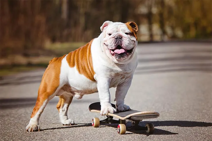 گالری تاریخچه بولداگ (Bulldog)