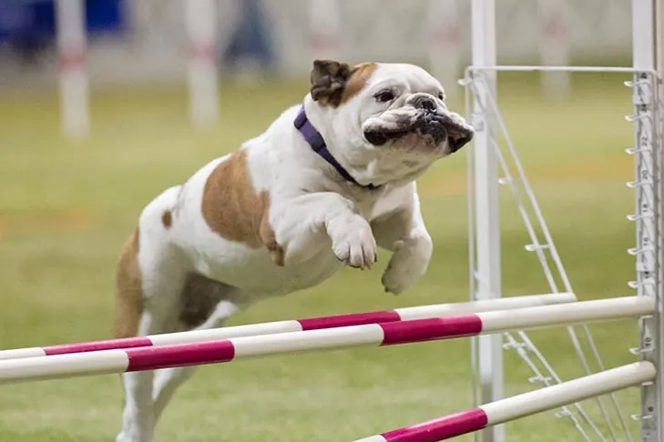 گالری تاریخچه بولداگ (Bulldog)