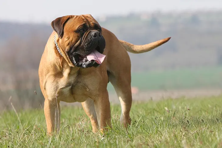 بول ماستیف (Bullmastiff)