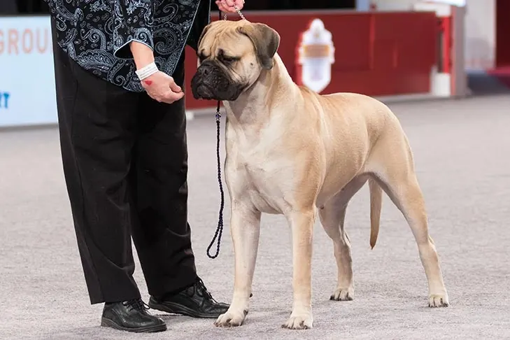 Bullmastiff