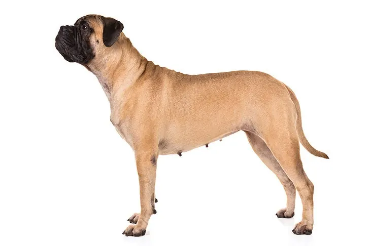 بول ماستیف (Bullmastiff)
