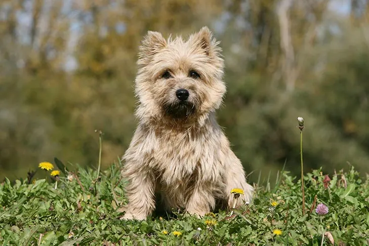کرن تریر (Cairn Terrier)