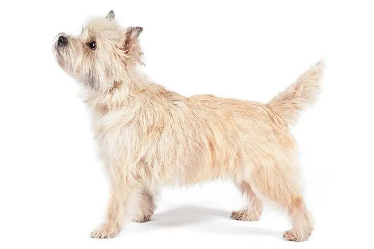 Cairn Terrier