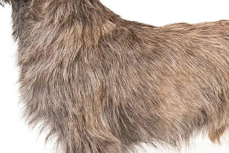 کرن تریر (Cairn Terrier)