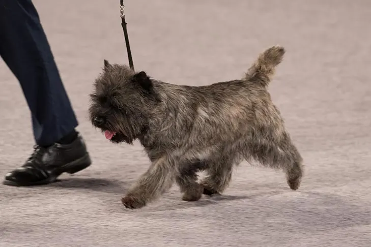 گالری تاریخچه کرن تریر (Cairn Terrier)