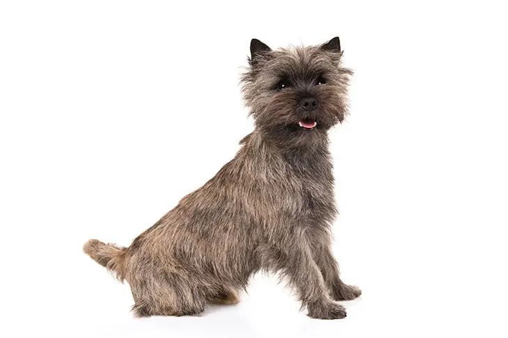 گالری تاریخچه کرن تریر (Cairn Terrier)