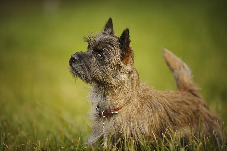 گالری تاریخچه کرن تریر (Cairn Terrier)