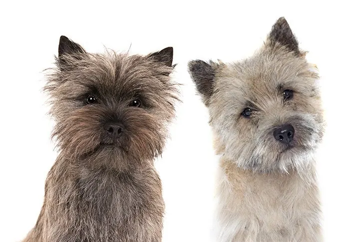 گالری تاریخچه کرن تریر (Cairn Terrier)