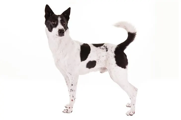 سگ کنعان (Canaan Dog)